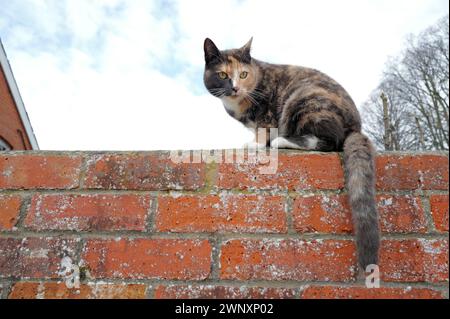 Tageslichtfarbe Grünäugige Tabby Cat Kitten lange Whisker und buschiger Schwanz, der auf einer roten Ziegelwand sitzt, blauer Himmel und weiße Wolken, Dach des Hauses, Bäume Stockfoto