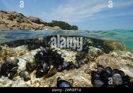 Muscheln unter Wasser auf einem Felsen am Meer, natürliche Szene, Atlantik, geteilter Blick über und unter der Wasseroberfläche, Spanien, Galicien, Rias Baixas Stockfoto