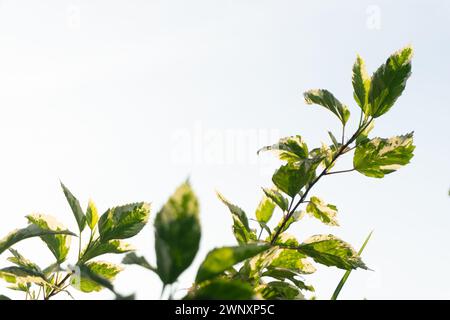 Grüne Pflanze im Sonnenaufgang des Dschungels. Hochwertige Fotos Stockfoto