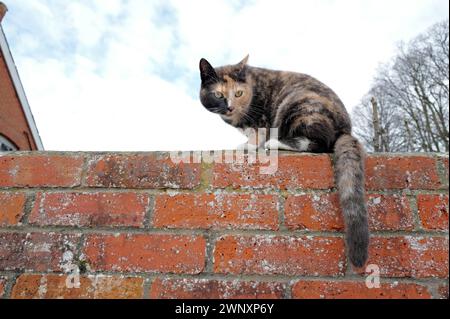 Tageslichtfarbe Grünäugige Tabby Cat Kitten lange Whisker und buschiger Schwanz, der auf einer roten Ziegelwand sitzt, blauer Himmel und weiße Wolken, Dach des Hauses, Bäume Stockfoto