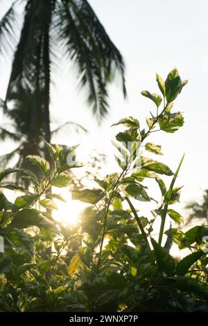 Grüne Pflanze im Sonnenaufgang des Dschungels. Hochwertige Fotos Stockfoto