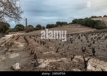 Site de Paulilles - Kulturen der Weinberge Stockfoto