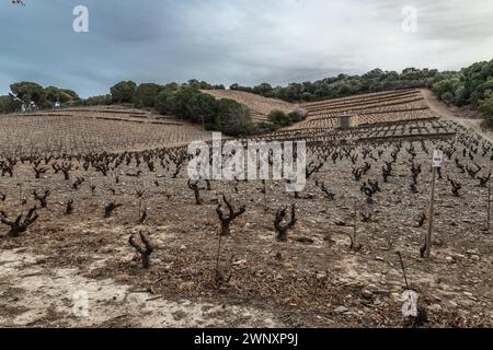 Site de Paulilles - Kulturen der Weinberge Stockfoto