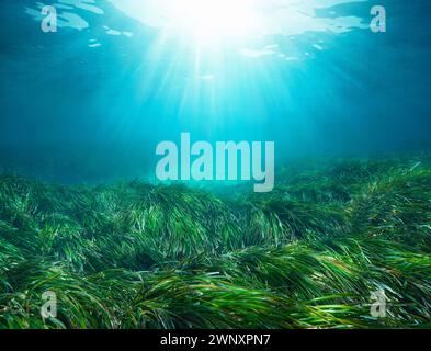 Sonnenlicht unter Wasser mit Seegras Posidonia oceanica im Mittelmeer, natürliche Szene, Spanien Stockfoto