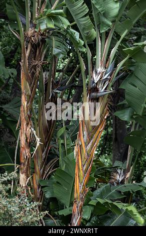 Strelitzia nicolai, riesige weiße Paradies Vogelpflanze, wilde Bananenpflanze mit weißer Blume, Palmenhintergrund. Exotische tropische Pflanzen. Palmen Stockfoto