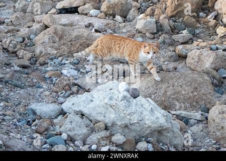 Zypern - Eine Ingwerkatze am Schloss Pafos Stockfoto