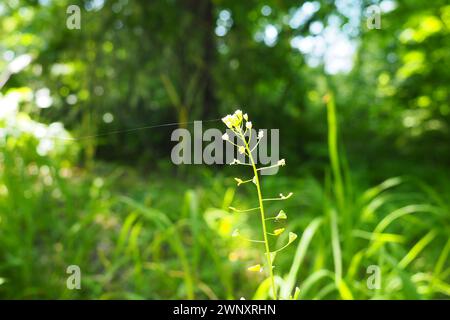 Capsella bursa-pastoris, wegen ihrer dreieckigen flachen Früchte auch als Hirtenbeutel bekannt, ist eine kleine, jährlich und ruderal blühende Pflanze im Senf Stockfoto