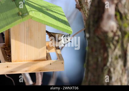 Eine Haubenmeise beim Vogelhäusche Stockfoto