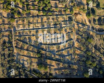 Luftaufnahme eines Olivenfeldes in El Perelló (Tarragona, Katalonien, Spanien) ESP: Vista aérea cenital de un campo de olivos en El Perelló España Stockfoto