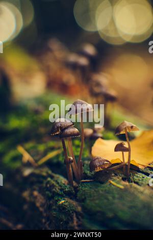 Kleine Pilze im Sonnenlicht im tiefen Wald. Hochwertige Fotos Stockfoto