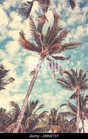 Retro-Foto von Kokospalmen am Himmel, Hintergrund der Sommerferien. Stockfoto