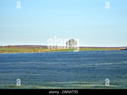 Entfernter einsamer Baum auf frostigem Ackerland Stockfoto