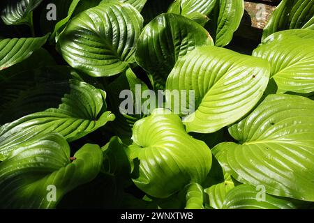 Hosta plantaginea, die duftende Bananenlilie oder August-Lilie, ist eine Art blühender Pflanze aus der Familie der Sparagaceae. Hostabüsche. Zierpflanze Stockfoto