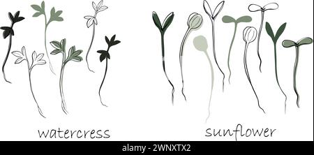 Brunnenkresse und Sonnenblumensprossen, Microgreens Vektor Hand gezeichnete Illustration. Kontur und grüne Pflanze. Set für Design-Menü, Logo, Verpackung von ordnungsgemäß Stock Vektor