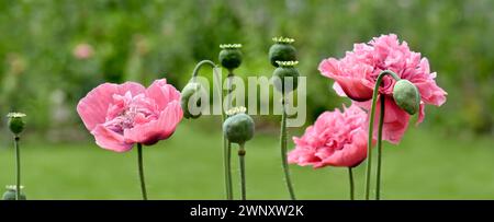 Panoramabild der Doppelblumenkopf-Riese-Mohnblumen in rosa Stockfoto