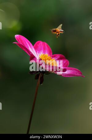 Honigbiene, die von der Dahlia-Blume abfliegt, Varietät Dahlia Dahlegria Magenta Bicolour Stockfoto