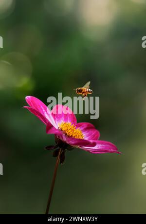 Honigbiene, die von der Dahlia-Blume abfliegt, Varietät Dahlia Dahlegria Magenta Bicolour Stockfoto