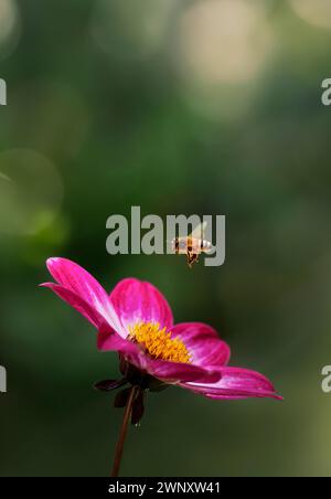 Honigbiene, die von der Dahlia-Blume abfliegt, Varietät Dahlia Dahlegria Magenta Bicolour Stockfoto