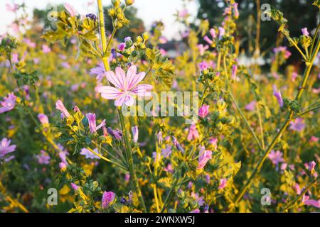 Malva sylvestris ist eine Pflanze der Familie der Malvaceae, eine Art der Gattung Malva, pflanzliches Heilkraut. Honig, Zierpflanze Stockfoto