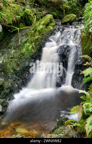 Die magische Pucks Glen gehen, Benmore in Argyll Forest Park in der Nähe von Dunoon, auf der Halbinsel Cowal, Schottland Stockfoto