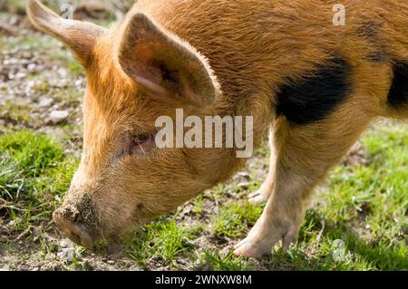 Kune Kune und Wildschweine kreuzen ältere Ferkel, die in Pertshire, Schottland, Vereinigtes Königreich, aufgenommen wurden Stockfoto