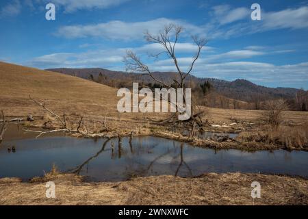 Gestautes Wasser durch die Biber. Bieszczady Mountains. Ostkarpaten, Polen. Stockfoto