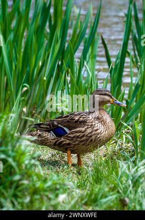 Wunderschöne weibliche Mallard Ente, die im langen Gras am nahe gelegenen Wasser steht und beobachtet, Bristol, Großbritannien Stockfoto