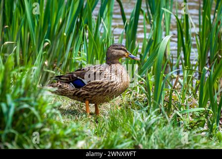 Wunderschöne weibliche Mallard Ente, die im langen Gras am nahe gelegenen Wasser steht und beobachtet, Bristol, Großbritannien Stockfoto