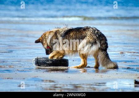 Deutscher Schäferhund (Elsass) spielen mit einen alten Reifen am Slaggan Strand in der Nähe von Laide, Wester Ross, Schottland Stockfoto