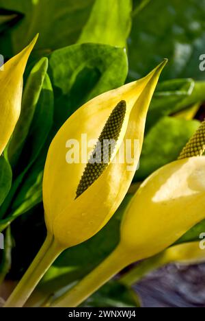 Nahaufnahme der Sumpfpflanze Gelbskunk-Kohl (Lysichiton americanus) oder Westskunk-Kohl, wie auch bekannt, in der Nähe von Gairloch, Schottland Stockfoto