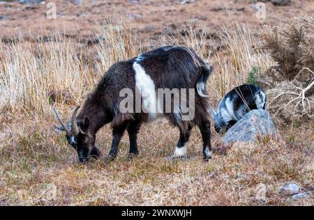 Wilde Ziege, die mit Kind weidet, in der Nähe von Gairloch, Schottland Stockfoto