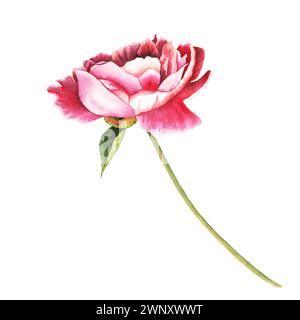 Aquarellpfingstrose Blume mit Stiel und Blatt in pastellrosa Farben. Handgezeichnete Blumenabbildung auf isoliertem Hintergrund für Grußkarten oder Stockfoto