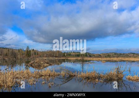 Beaver Damm und Lodge im Bow Valley im Süden Albertas Stockfoto