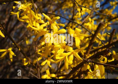 Forsythia ist eine Gattung von Sträuchern und kleinen Bäumen aus der Familie der Oliven. Zahlreiche gelbe Blüten an Ästen und Triebe. Klassendikotyledonöse Ordnung Stockfoto
