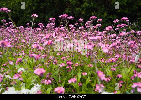 Vergisst mich nicht. Myosotis blühende rosa Pflanzen in der Familie Boraginaceae. Vergiss-mich-nichts oder Skorpiongräser. Myosotis alpestris blüht für Stockfoto