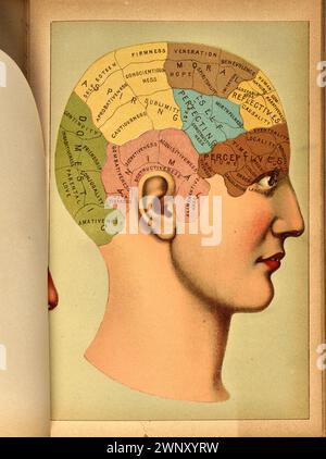 Dreidimensionales anatomisches Farbdiagramm des menschlichen Kopfes, bestehend aus aufklappbaren Papierlaschenüberzügen, aus dem Buch der Gesundheit (1898). Von Henry M. Lyman und Levi W. Yaggy. Dieses Diagramm erscheint gegenüber Seite 870 im Buch der Gesundheit Stockfoto