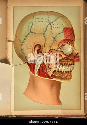 Dreidimensionales anatomisches Farbdiagramm des menschlichen Kopfes, bestehend aus aufklappbaren Papierlaschenüberzügen, aus dem Buch der Gesundheit (1898). Von Henry M. Lyman und Levi W. Yaggy. Dieses Diagramm erscheint gegenüber Seite 870 im Buch der Gesundheit Stockfoto