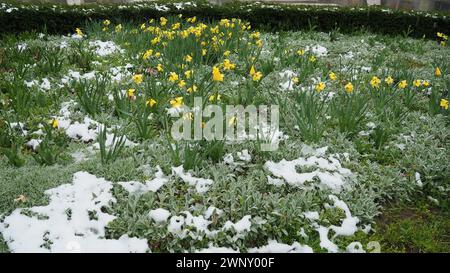 Gelbe Tulpen und Stachys byzantina unter dem Schnee. Unerwarteter Schneefall im Frühjahr. Blumenbeet mit Rasendesign. Tulip Tulipa Pflanze Lily Liliaceae. Stachys Stockfoto