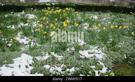 Gelbe Tulpen und Stachys byzantina unter dem Schnee. Unerwarteter Schneefall im Frühjahr. Blumenbeet mit Rasendesign. Tulip Tulipa Pflanze Lily Liliaceae. Stachys Stockfoto