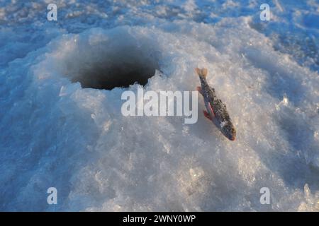 Gefrorener kleiner Barsch auf Schneeis. Fang beim Winterfischen. Flussbarsch oder Barsch Perca fluviatilis ist eine Art von Rochenflossen-Fischen der Stockfoto