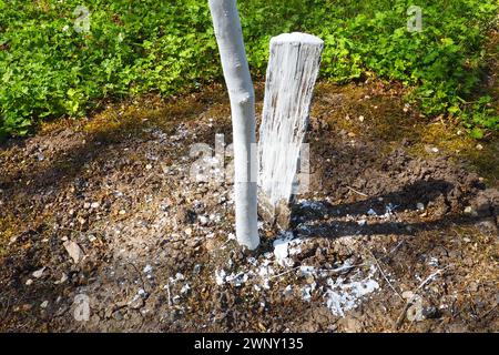 Frühlingsarbeit im Garten. Weißwaschen von Bäumen im Frühjahr. Der junge Baum ist weiß getüncht, um ihn vor Nagetieren zu schützen. Junge Obstbaumkeimlinge und A Stockfoto