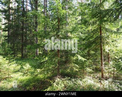 Picea-Fichte, eine Gattung von Nadelbäumen aus der Familie Pinaceae. Nadelwald in Karelien. Fichtenzweige und Nadeln. Die Stockfoto