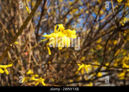 Forsythia ist eine Gattung von Sträuchern und kleinen Bäumen aus der Familie der Oliven. Zahlreiche gelbe Blüten an Ästen und Triebe. Klassendikotyledonöse Ordnung Stockfoto