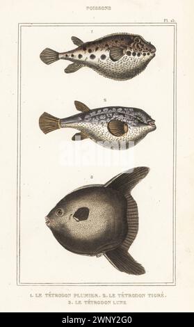 Bandschwanzpufferfisch, Sphoeroides spengleri 1, Evileye-Pufferfisch, Amblyrhynchotes honckenii 2 und Ozeansonnenfisch oder gemeiner Mola, Mola mola 3. Le Tétrodon plumier, Tetraodon plumieri, Le Tétrodon tigré, Tetraodon honckenii, Le Tétrodon lune, Orthagoriscus mola. Handkolorierter Stippelstich aus den Oeuvres du comte de Lacépède, comprenant l’histoire naturelle des Poissons, Paris, um 1850. Die nicht akkreditierten Illustrationen wurden aus Originalen von Jacques de Seve, Marcus Bloch, Robert Benard, Jean-Gabriel Pretre usw. kopiert Stockfoto