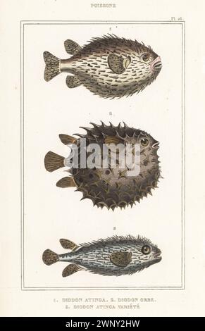 Spotfin-Burrfish-Sorten, Chilomycterus reticulatus 1,3, und gestreifte Burrfish, Chilomycterus schoepfii 2, Diodon atinga, Diodon orbe, Diodon rivulatus, Diodon atinga variete. Handkolorierter Stippelstich aus den Oeuvres du comte de Lacépède, comprenant l’histoire naturelle des Poissons, Paris, um 1850. Die nicht akkreditierten Illustrationen wurden aus Originalen von Jacques de Seve, Marcus Bloch, Robert Benard, Jean-Gabriel Pretre usw. kopiert Stockfoto