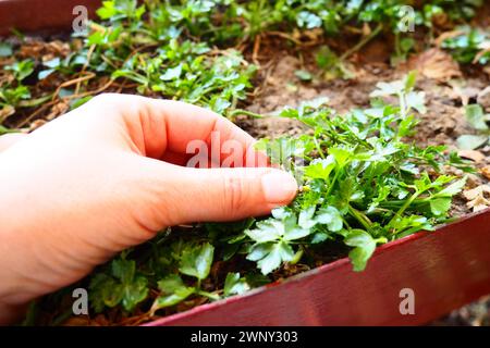 Junge Pflanzen aus Petersilie und Sellerie, sorgfältig gepflanzt von Frauenhänden. Landwirtschaftliche Arbeit im Frühling im Garten, Garten, Hütte oder Bauernhof. Manuelle Arbeit Stockfoto