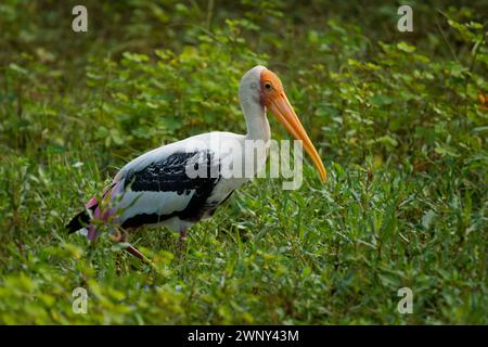 Gemalter Storch - Mycteria leucocephala große Watvögel in der Storchfamilie gefunden in Feuchtgebieten der tropischen asiatischen Ebene südlich des Himalaya, großes weißes A Stockfoto