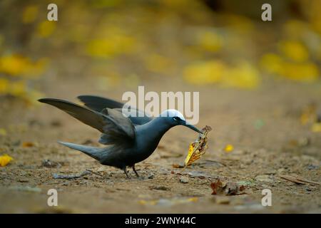 Schwarz oder weiß-kappt Noddy - Anous minutus ist Seeschwalbe in Laridae, Seevögel mit schwarzem Gefieder und weißer Kappe, Vogel hat eine weltweite Verbreitung in Tropica Stockfoto