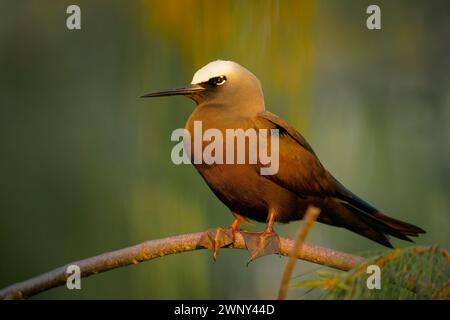 Schwarz oder weiß-kappt Noddy - Anous minutus ist Seeschwalbe in Laridae, Seevögel mit schwarzem Gefieder und weißer Kappe, Vogel hat eine weltweite Verbreitung in Tropica Stockfoto