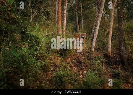 Männchen des bengalischen Tigers – Panthera tigris tigris die größte Katze mit offenem Kiefer in freier Wildbahn im indischen Dschungel im Nagarhole Tigerreservat Stockfoto